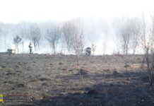 Rzezawa: Miliony pszczół zginęły w pożarze nieużytków