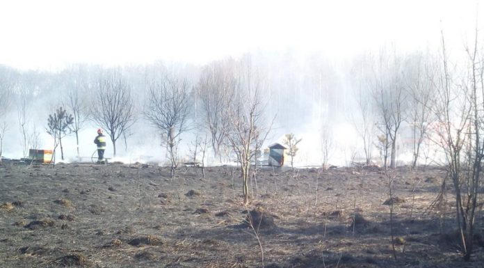 Rzezawa: Miliony pszczół zginęły w pożarze nieużytków