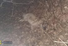 Borzęcin. Martwy pies w lesie. Sznur na szyi. Kto to zrobił?