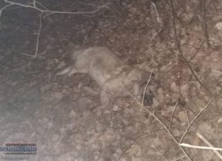 Borzęcin. Martwy pies w lesie. Sznur na szyi. Kto to zrobił?