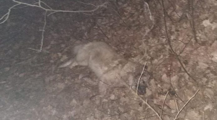 Borzęcin. Martwy pies w lesie. Sznur na szyi. Kto to zrobił?