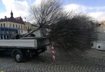 Nie ma już drzew wokół Rynku. Zostały przesadzone w inne części miasta