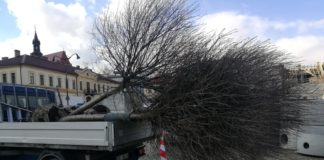 Nie ma już drzew wokół Rynku. Zostały przesadzone w inne części miasta