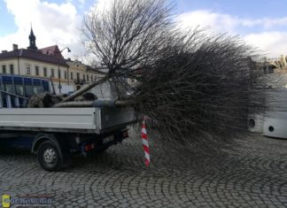 Nie ma już drzew wokół Rynku. Zostały przesadzone w inne części miasta