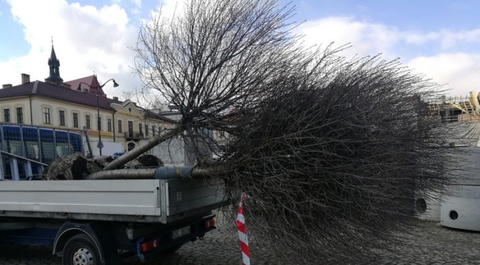 Nie ma już drzew wokół Rynku. Zostały przesadzone w inne części miasta