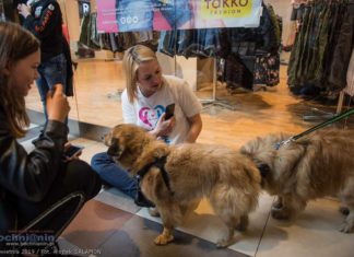 Akcja adopcyjna psów i kotów w galerii Rondo – ZDJĘCIA