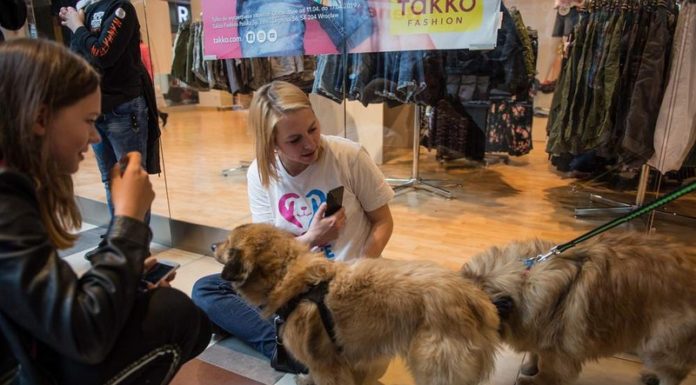 Akcja adopcyjna psów i kotów w galerii Rondo – ZDJĘCIA
