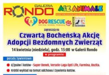 Niedziela: 4. Bocheńska Akcja Adopcji Bezdomnych Zwierząt