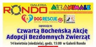 Niedziela: 4. Bocheńska Akcja Adopcji Bezdomnych Zwierząt