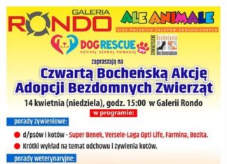 Niedziela: 4. Bocheńska Akcja Adopcji Bezdomnych Zwierząt