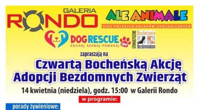 Niedziela: 4. Bocheńska Akcja Adopcji Bezdomnych Zwierząt
