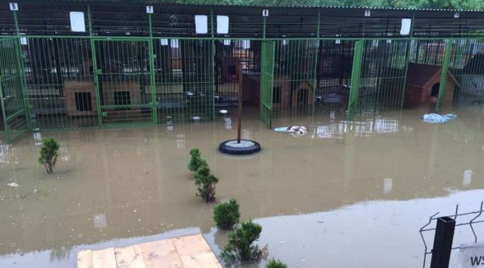 Schronisko w Borku zalane. Błyskawiczna akcja ewakuacyjna i zbiórka na odbudowę
