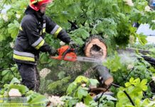 Runął kasztan na Plantach Salinarnych – ZDJĘCIA