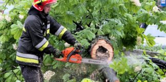 Runął kasztan na Plantach Salinarnych – ZDJĘCIA