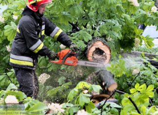 Runął kasztan na Plantach Salinarnych – ZDJĘCIA