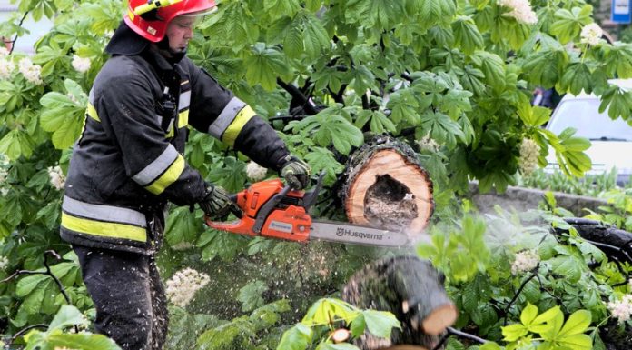Runął kasztan na Plantach Salinarnych – ZDJĘCIA