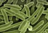 Łapanów. Uwaga, woda skażona bakteriami coli