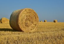 Jak zrobić energię z roślin? – WIDEO z panelu dyskusyjnego Reaktora B7