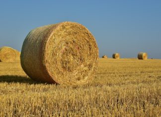 Jak zrobić energię z roślin? – WIDEO z panelu dyskusyjnego Reaktora B7