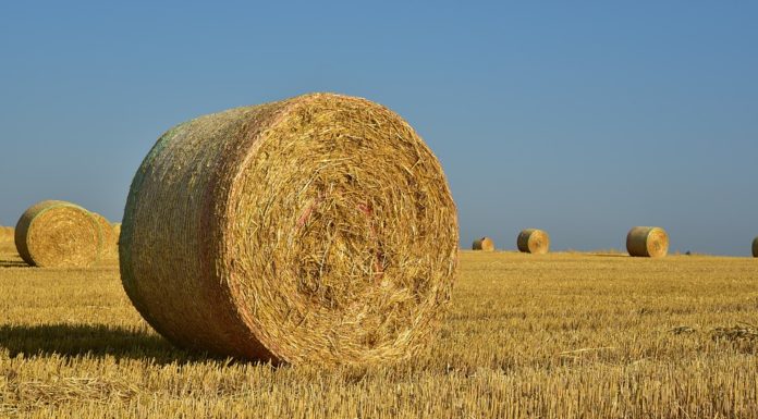 Jak zrobić energię z roślin? – WIDEO z panelu dyskusyjnego Reaktora B7