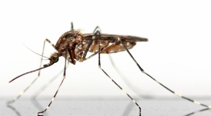 Plaga komarów w Bochni i okolicy. Będą opryski i odkomarzanie