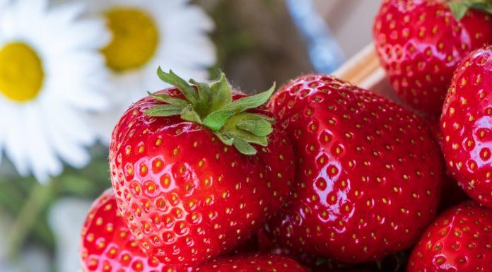 W Rajbrocie wybiorą Miss Truskawki