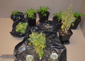 Narkotyki. Policja zlikwidowała dwie uprawy konopi indyjskich k. Bochni