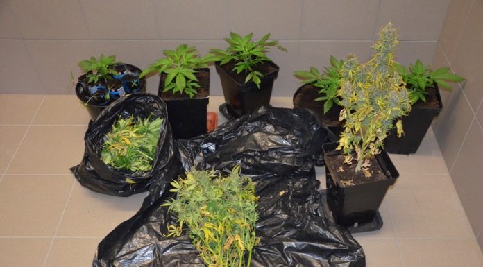 Narkotyki. Policja zlikwidowała dwie uprawy konopi indyjskich k. Bochni