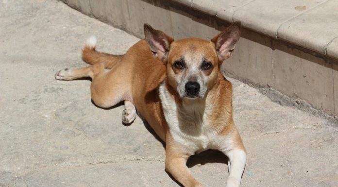 Bochnia. Liczne interwencje ws. luźno biegających psów. Komunikat magistratu