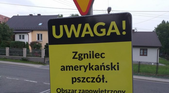 Groźna choroba pszczół dotarła na Bocheńszczyznę. Pszczele rodziny spalono