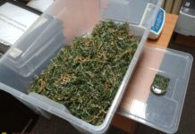 Bochnia-Myślenice. Policja zlikwidowała duże plantacje konopi indyjskich