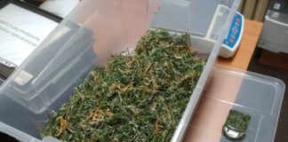 Bochnia-Myślenice. Policja zlikwidowała duże plantacje konopi indyjskich