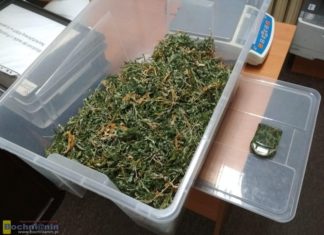 Bochnia-Myślenice. Policja zlikwidowała duże plantacje konopi indyjskich