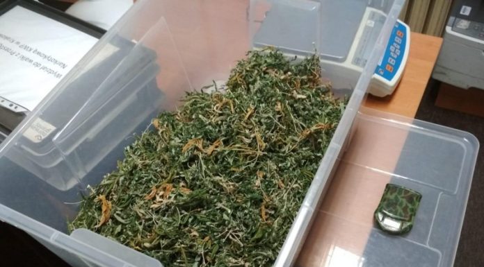 Bochnia-Myślenice. Policja zlikwidowała duże plantacje konopi indyjskich