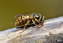 Wola Nieszkowska. Mężczyzna zmarł po użądleniu przez osy