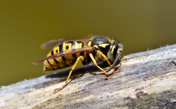 Wola Nieszkowska. Mężczyzna zmarł po użądleniu przez osy