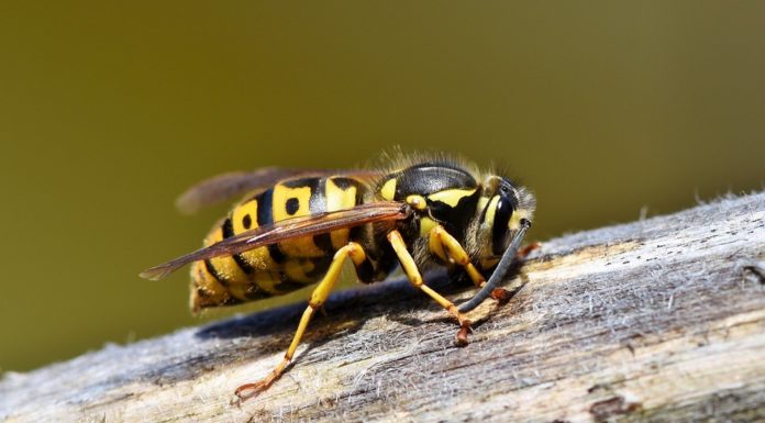 Wola Nieszkowska. Mężczyzna zmarł po użądleniu przez osy