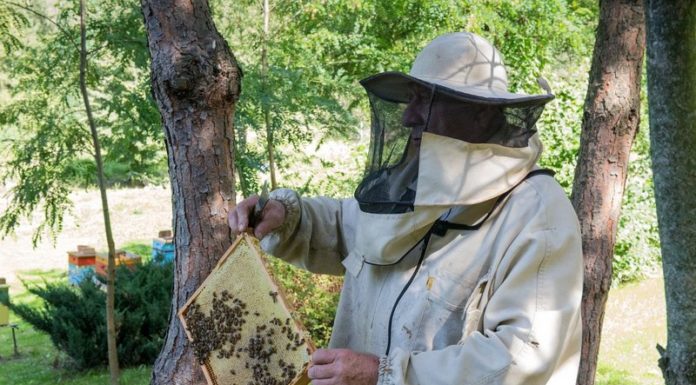 Bochnia. Dzień otwarty pasieki Bartkowa Barć – ZDJĘCIA