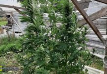 Narkotyki. Policja zlikwidowała przydomową plantację konopi indyjskich w Rzezawie