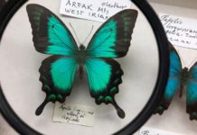 10-lecie bocheńskiego Muzeum Motyli