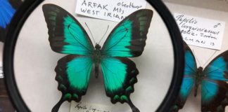 10-lecie bocheńskiego Muzeum Motyli