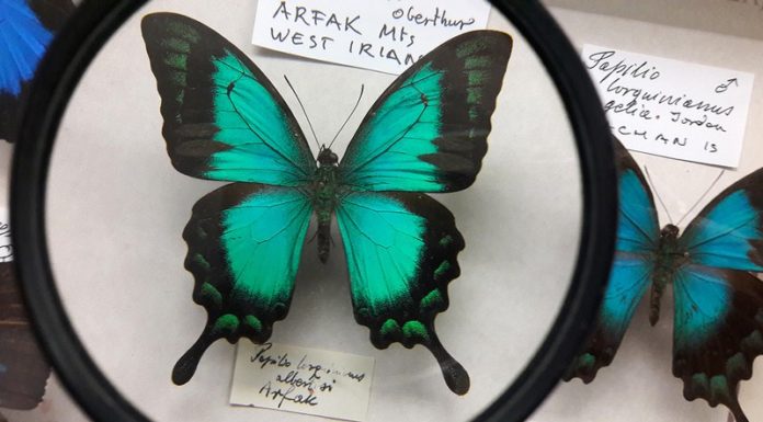 10-lecie bocheńskiego Muzeum Motyli