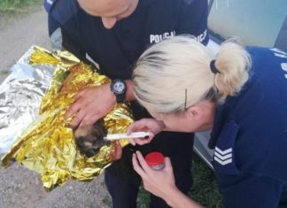 Szczeniak wrzucony do rzeki nie przeżył. Policja szuka sprawcy