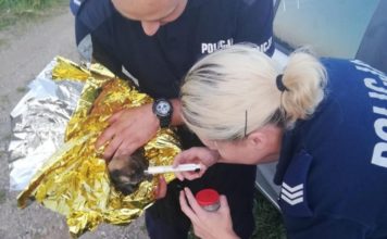 Szczeniak wrzucony do rzeki nie przeżył. Policja szuka sprawcy