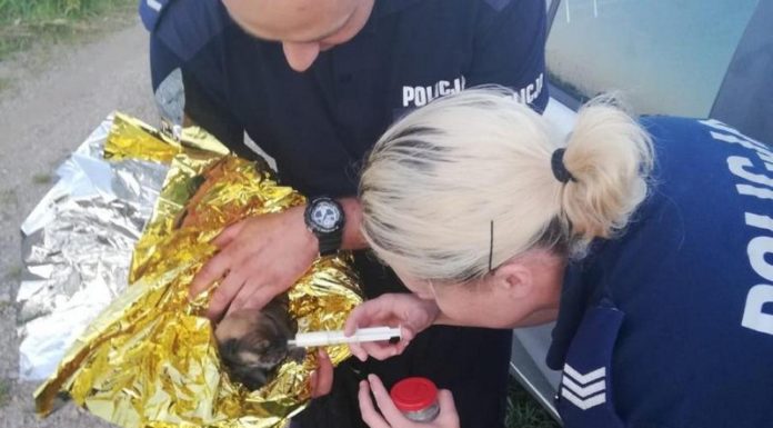 Szczeniak wrzucony do rzeki nie przeżył. Policja szuka sprawcy