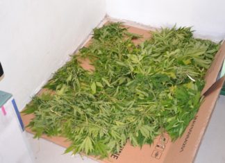 Narkotyki. Kolejne krzaki konopi indyjskich w Rzezawie