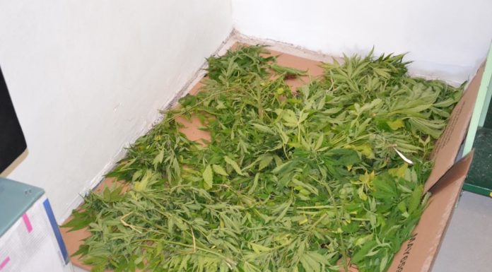 Narkotyki. Kolejne krzaki konopi indyjskich w Rzezawie