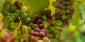 Łazy. Będzie wino lodowe! Ekskluzywny trunek powstaje w winnicy koło Bochni