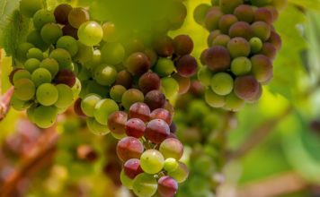 Łazy. Będzie wino lodowe! Ekskluzywny trunek powstaje w winnicy koło Bochni