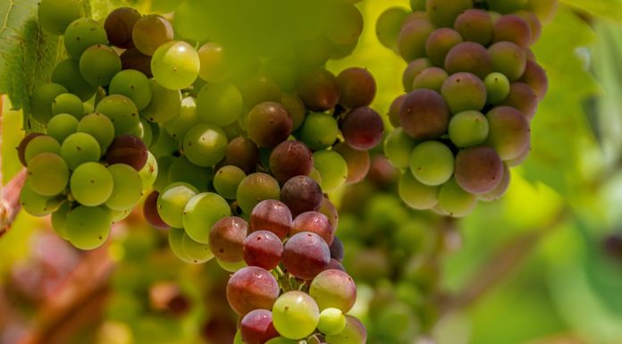 Łazy. Będzie wino lodowe! Ekskluzywny trunek powstaje w winnicy koło Bochni